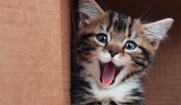 gatti