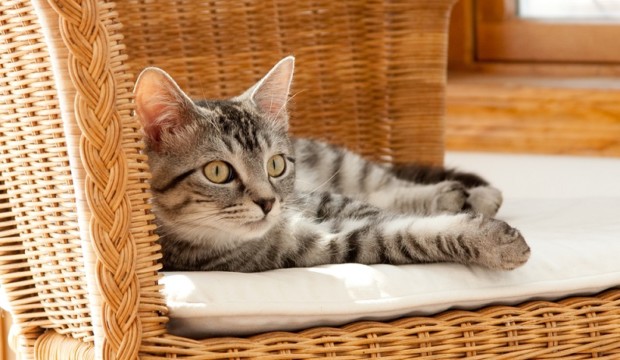 gatti