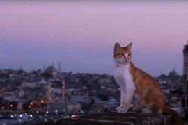 Istanbul è la città dei gatti, qui ne troverete più di qualunque altro posto