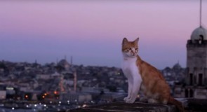 Istanbul è la città dei gatti, qui ne troverete più di qualunque altro posto