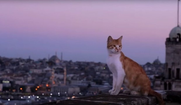 città dei gatti