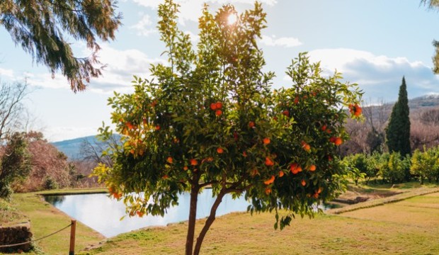 concime per agrumi