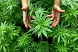 Cannabis e canapa: quali sono le differenze?