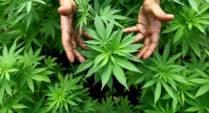 Cannabis e canapa: quali sono le differenze?