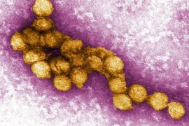 Il kit diagnostico per il West Nile: uno strumento concreto per non restare all’oscuro