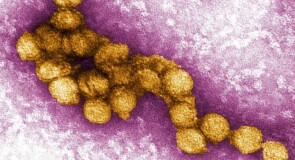 Il kit diagnostico per il West Nile: uno strumento concreto per non restare all’oscuro
