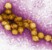 Il kit diagnostico per il West Nile: uno strumento concreto per non restare all’oscuro